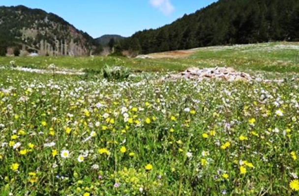 Sofdağı Yaylası