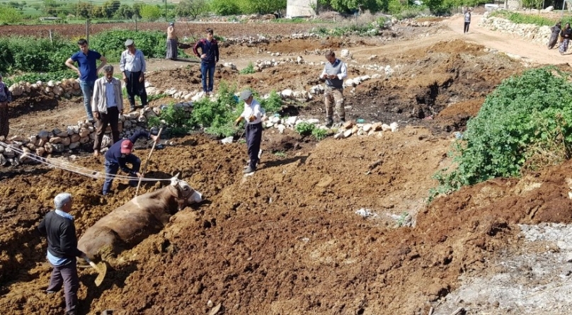 Batan ineği itfaiye kurtardı