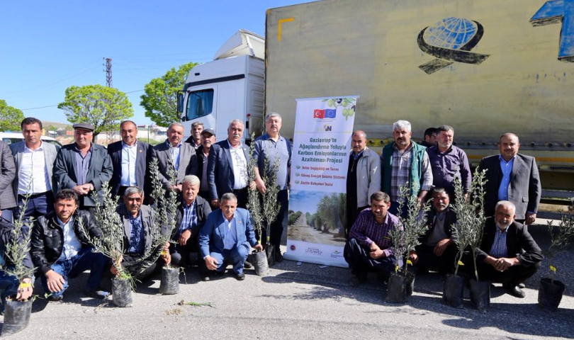 Büyükşehir, 50 Bin Zeytin Fidanı Dağıtmaya Başladı