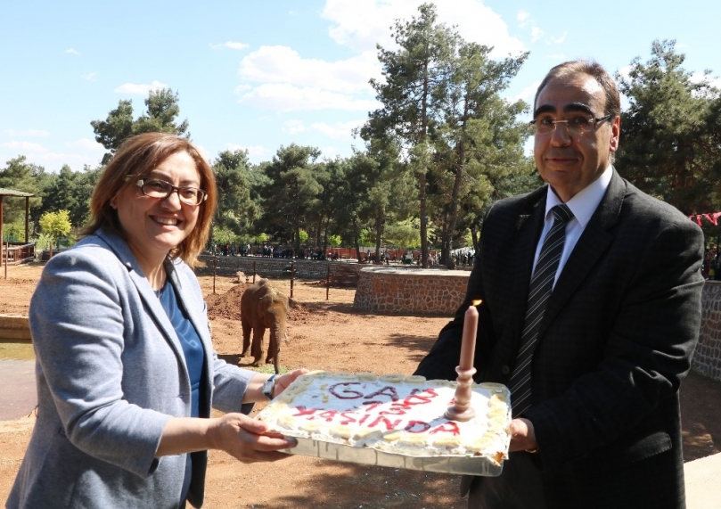 Tüp bebek fil için doğum günü sürprizi