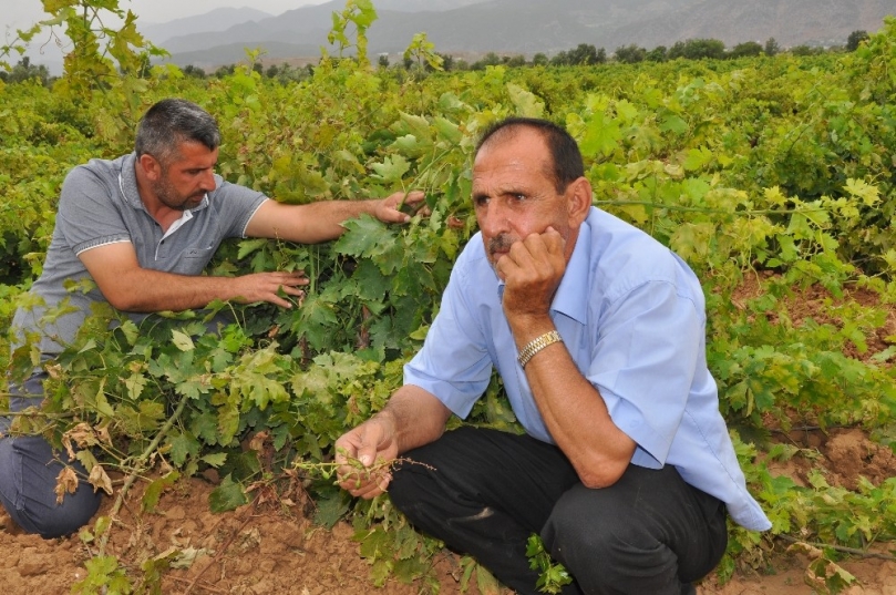 Gaziantep’te de üzüm bağları kuruyor