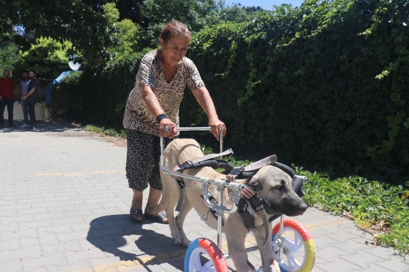 Yanlış tedaviyle ayakları kesilen köpeğe yürüteç