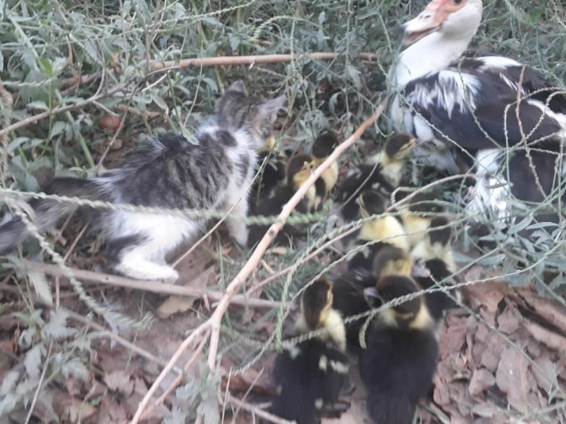 Yavru kedi ve ördeklerin kıskandıran dostluğu