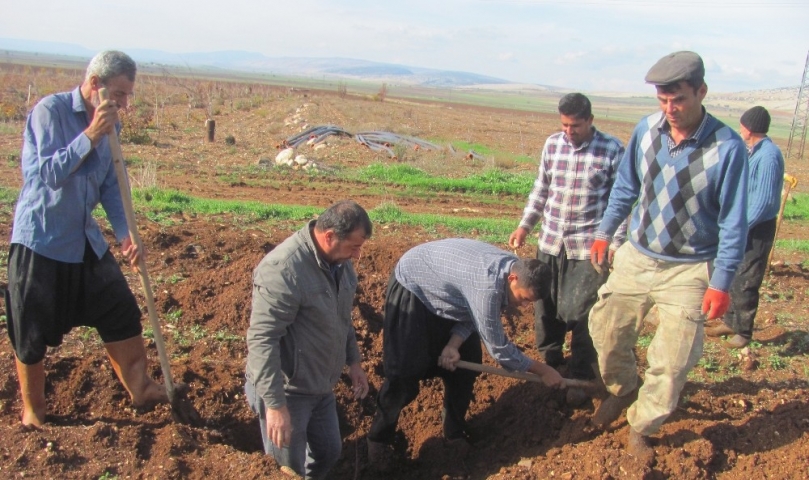 Arabanlı Çiftçiler Antepfıstığı Üretimine Yöneldi