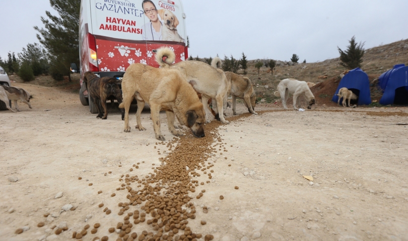 Sokak hayvanlarını besleyen Büyükşehir ekibine Hatipoğlu da katıldı