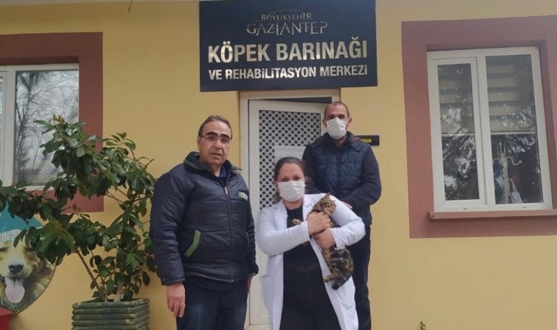 Eziyet edilen kedi, Gaziantep Hayvanat Bahçesi’nde