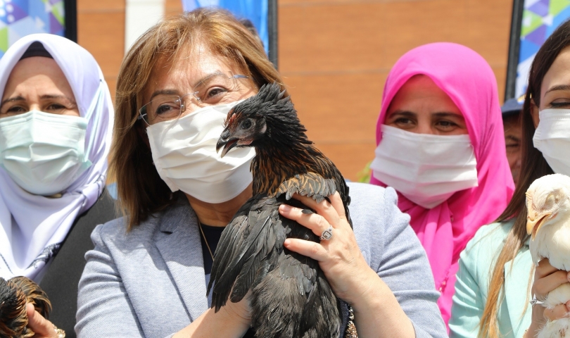 Büyükşehir, bölge için uyumlu 70 bin tavuğu kadın hayvan yetiştiricilerine dağıttı