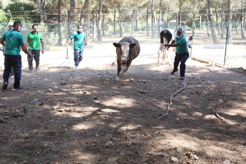 Büyükşehir “Kurban yakalama timi” eğitimlerini tamamladı