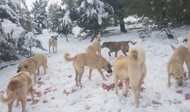 Cahide karda can dostların yanında