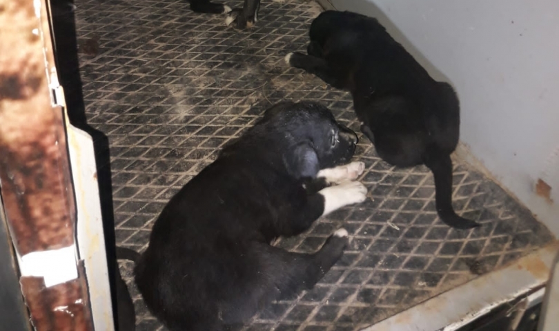 Molozların altında sıkışan yavru köpekler, gaziantep büyükşehir ekiplerince kurtarıldı