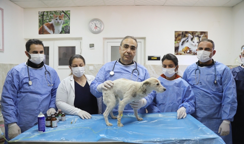 Enkazda sahiplerini kaybeden ‘Afet’ isimli köpeği Gaziantep Büyükşehir sahip çıktı!