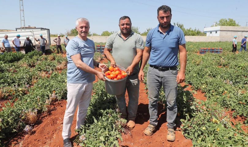 Başkan Tahmazoğlu Çiftçilerle Tarlada Domates, Biber Topladı