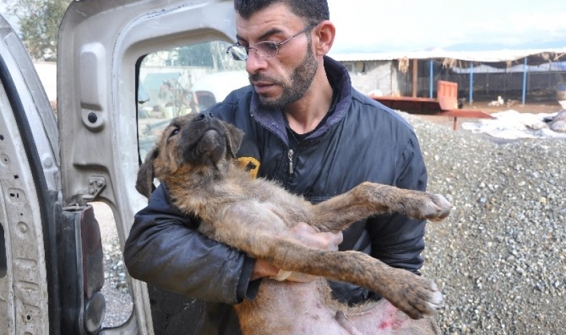 Aracın çarptığı yaralı köpek, hayvan ambulansı ile hastaneye kaldırıldı