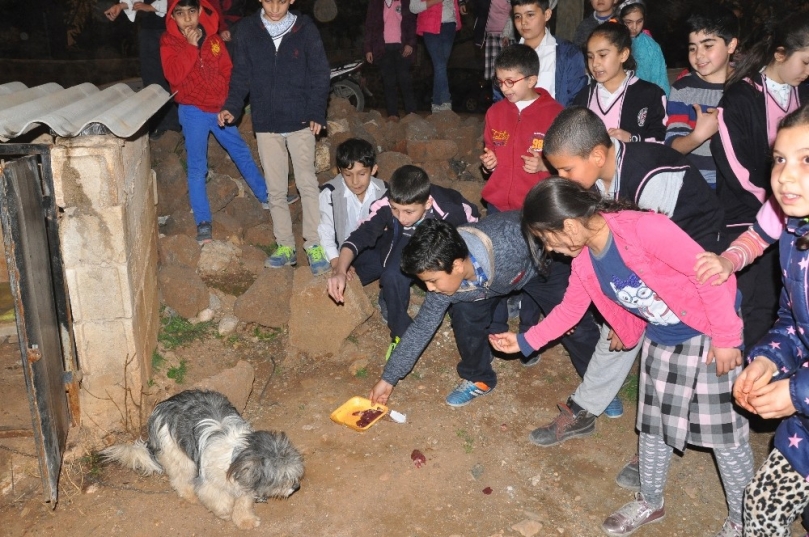 Kumbara paraları ile hayvanları beslediler