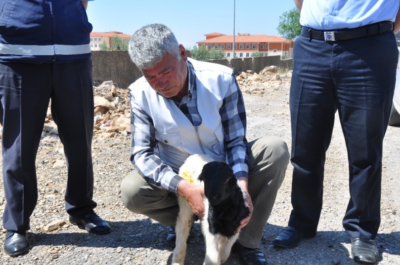 Seyir halindeki kamyon kasasından karayoluna kuzu düştü