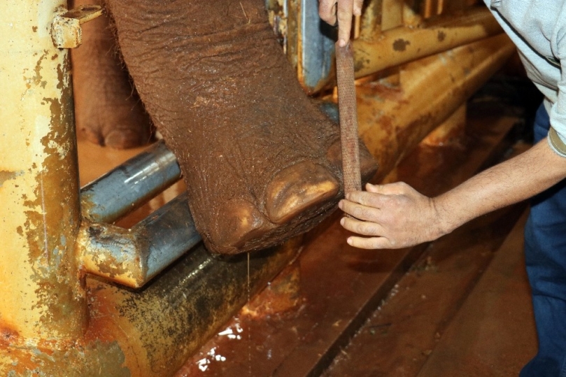 Gobi ve Pili’nin bayram bakımları yapıldı