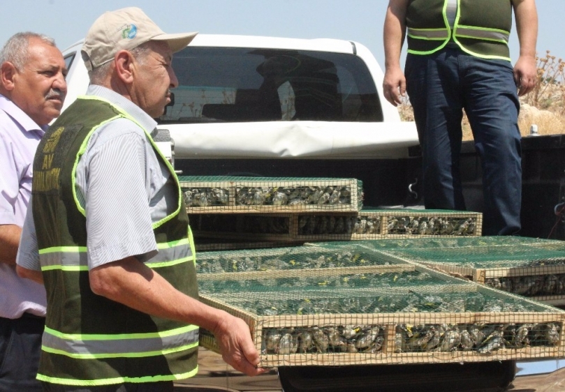 Suriye’ye götürülürken yakalanan saka kuşları doğaya bırakıldı