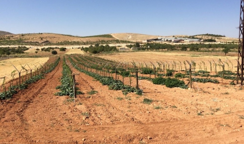 Telli sistemle daha sağlıklı ve kaliteli üzüm yetişecek