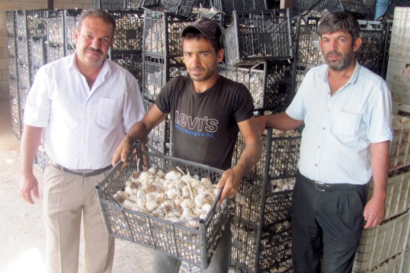 Dibe vuran sarımsak fiyatı üreticiyi zora soktu