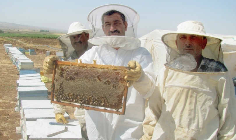 Araban’da doğal bal sağımı başladı