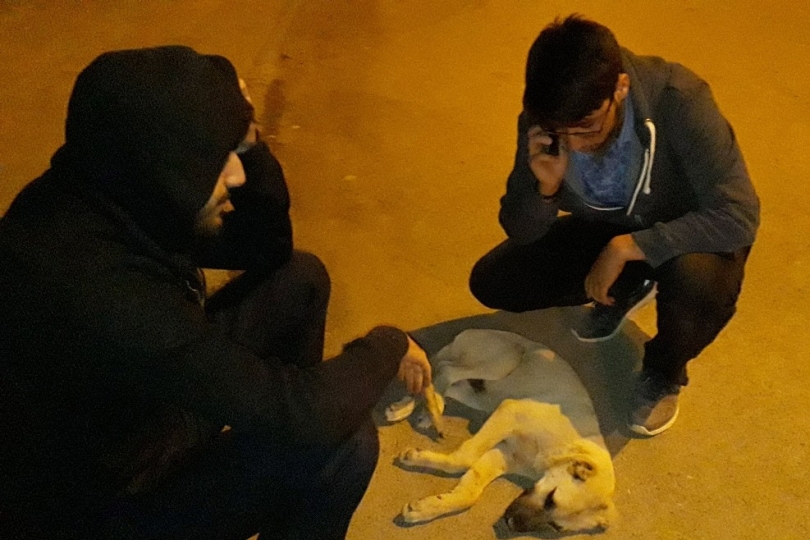 Aracın ezdiği sokak köpeği saatlerce yardım bekledi