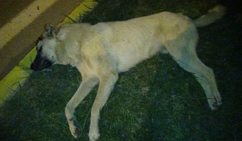 Gaziantep'te Başından Vurulan 2 Köpekte Öldü