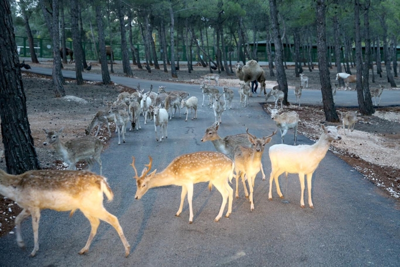 Türkiye'nin ilk ve tek safari parkına ziyaretçi akını