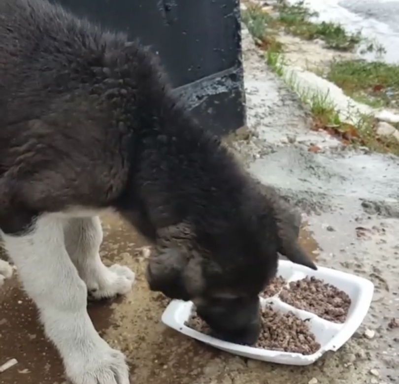 Aç kalan sokak köpeklerini kavurma ile doyurdu battaniye ile ısıttılar