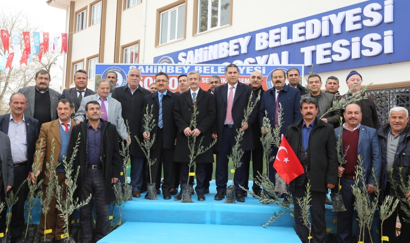 Şahinbey’den çiftçilere 500.000 adet zeytin fidanı