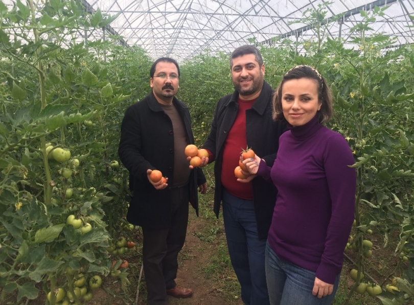 İslahiye MYO’da Organik Tarım Öğrencileri Organik Domates Yetiştirdi