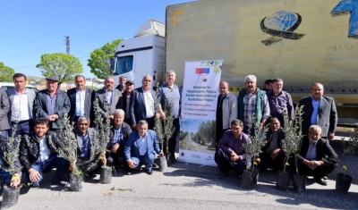 Büyükşehir, 50 Bin Zeytin Fidanı Dağıtmaya Başladı