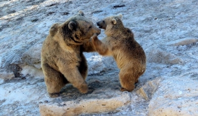 Ayılar kış uykusuna yatmadı