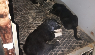 Molozların altında sıkışan yavru köpekler, gaziantep büyükşehir ekiplerince kurtarıldı