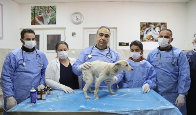 Enkazda sahiplerini kaybeden ‘Afet’ isimli köpeği Gaziantep Büyükşehir sahip çıktı!