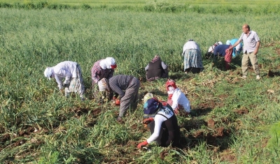 Sıcak en çok beyaz altın üreticisini sevindirdi