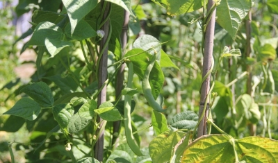 Dona dayanıklı fasulye çeşidi geliştirildi