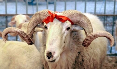 Kurban Nedir? Kimler Kurban Kesmelidir?