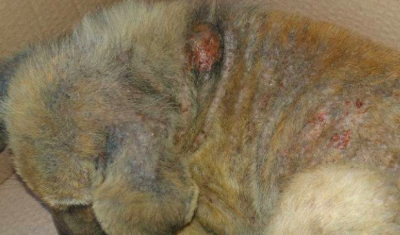 Çok ama önemli: Gaziantep bu derneğe sahip çıkmalı