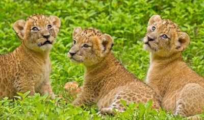 Cumhurbaşkanının aslanları Gaziantep'e getiriliyor