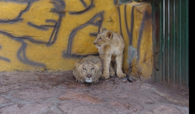 Cumhurbaşkanı Erdoğan'a hediye edilen aslanlar Gaziantep'te