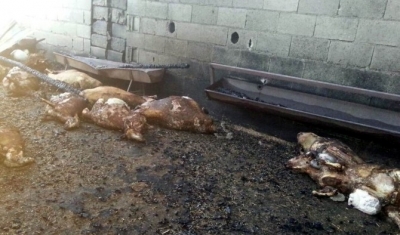 Yangında 75 küçükbaş hayvan telef oldu