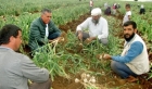 Sarımsak hasadında 15 bin tarım işçisine iş imkanı