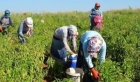 Mevsimlik Tarım İşçileri ve Hayvancılık Faaliyeti ile İlgili Genelge Yayınladı